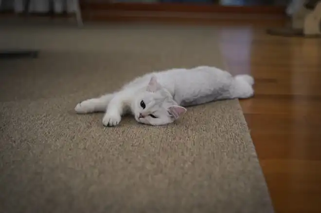 pet lying on a carpet