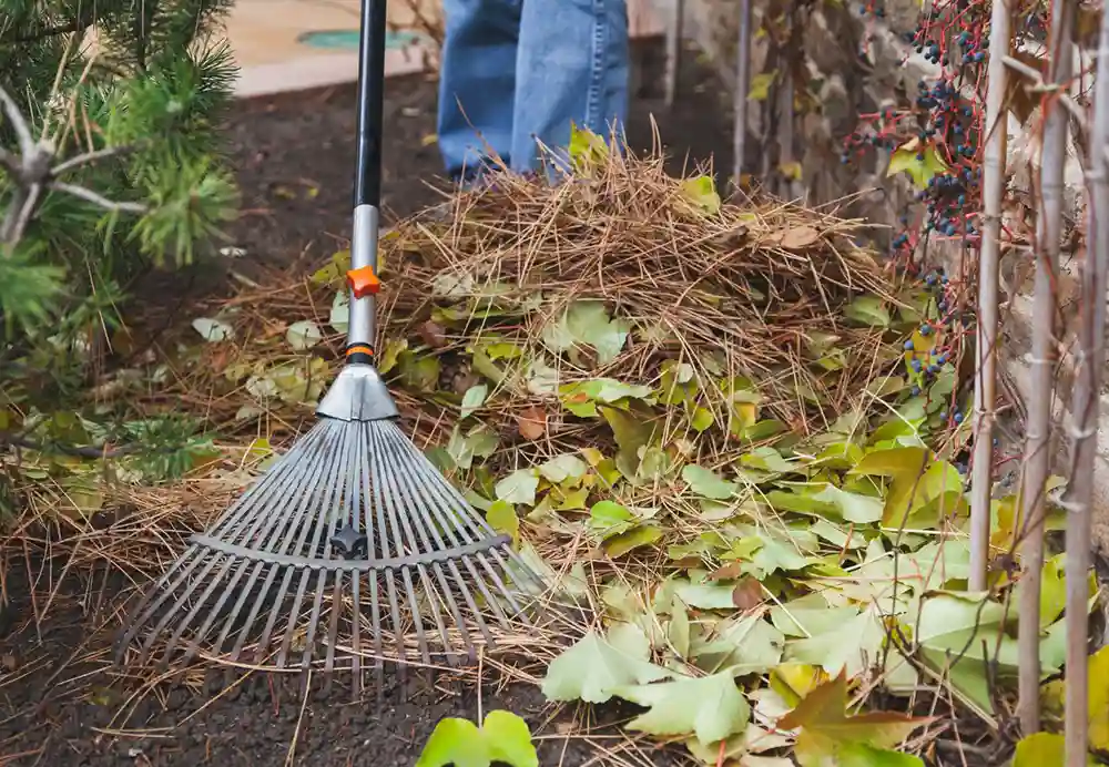 garden rake to pick up pine needles