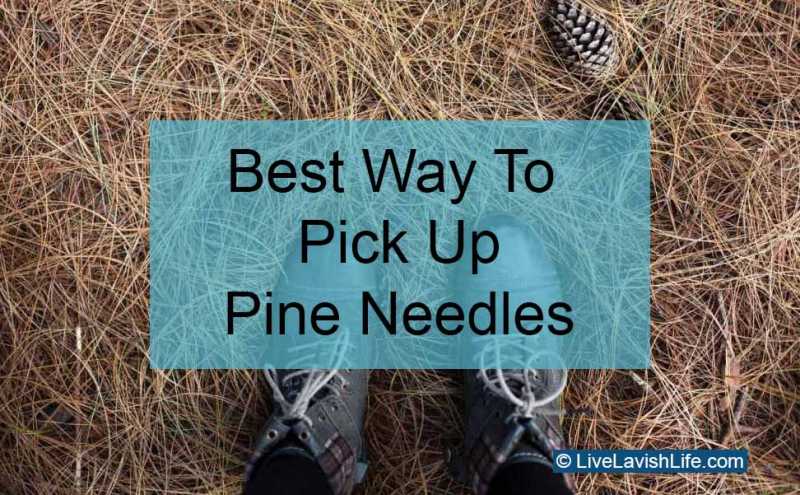 best way to pick up pine needles