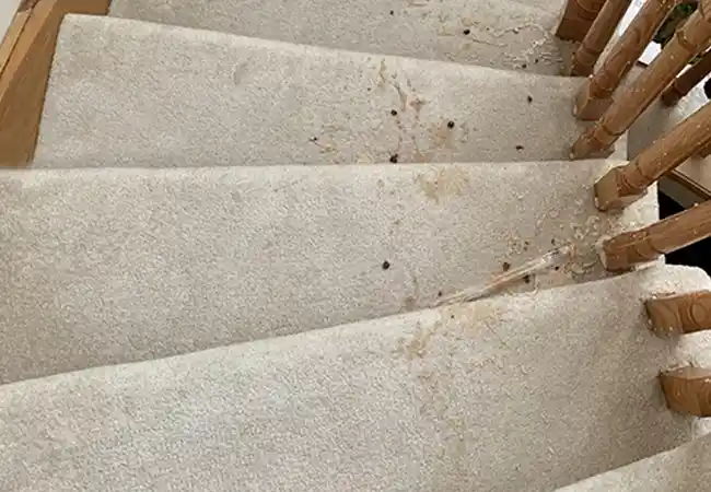 how to clean carpet on stairs