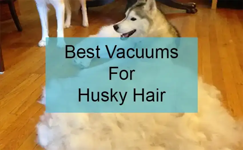 best vacuum for husky hair