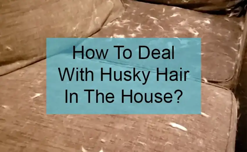 how to deal with husky hair