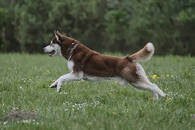 a husky dog running in a field