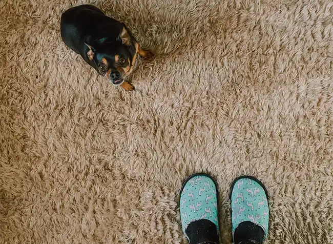 how to get hair out of carpet